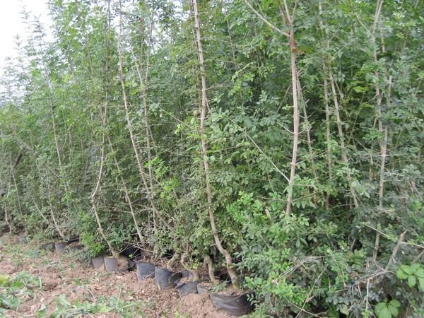 供應(yīng)對節(jié)白蠟扦插小苗京山對節(jié)白蠟小苗