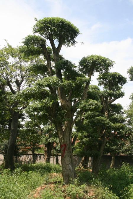 供應(yīng)對節(jié)白蠟景觀樹