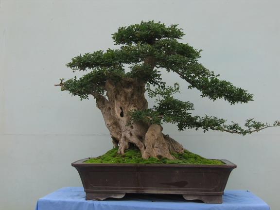 供應對節(jié)白蠟中樁