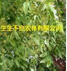 供應廣西花心木