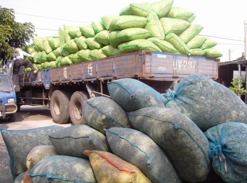 供應(yīng)廣西那里批發(fā)沉香種子種苗