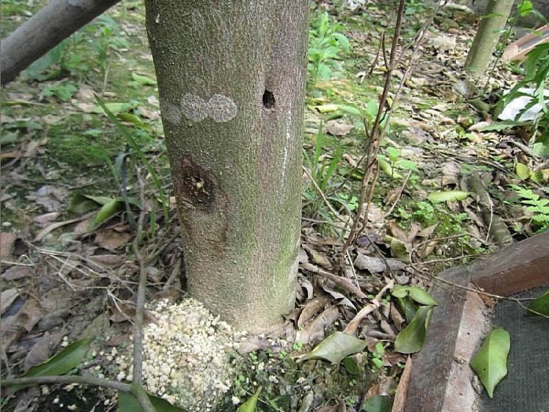 供應(yīng)優(yōu)質(zhì)沉香苗零售