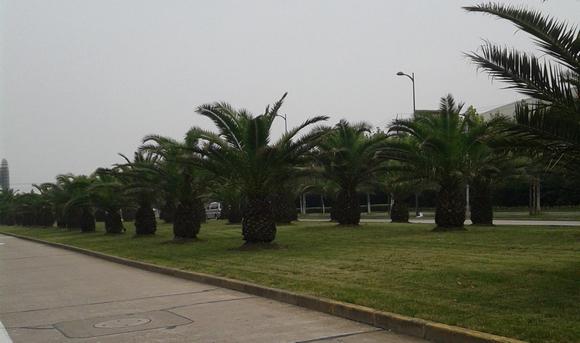 供應(yīng)道路綠化—上海高速公路綠化公司—上海城市道路綠化工程