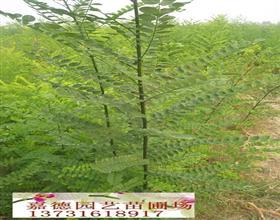供應批發(fā)法桐 法桐小苗 法桐基地