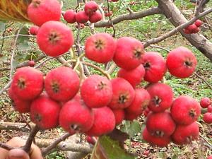 供應(yīng)山楂果