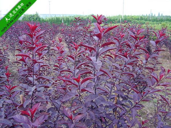 供應(yīng)南京雪松南京蜀檜南京紅葉石楠