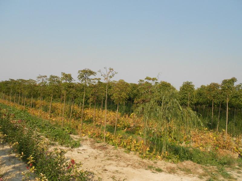 供應(yīng)鹽城大葉女貞直銷，山東大葉女貞報(bào)價(jià)，河南大葉女貞銷售