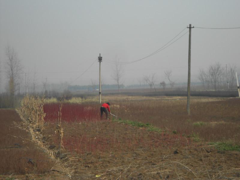 鹽城大豐紅葉石楠圖片