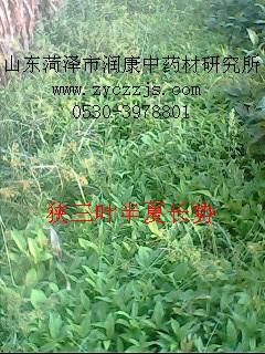供應(yīng)半夏種植技術(shù)