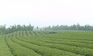 四川自贡茶苗基地-四川泸州茶苗价格-四川德阳茶苗批发厂家图片