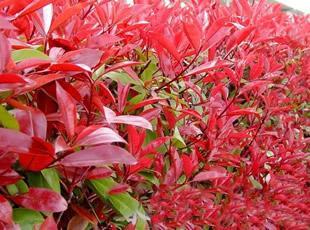 供應(yīng)漳州紅葉石楠