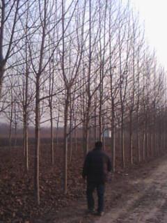 供應(yīng)法桐法桐速生法桐