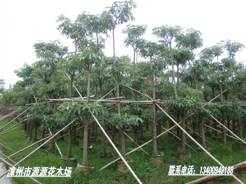 火焰木基地電話 漳州火焰木公司