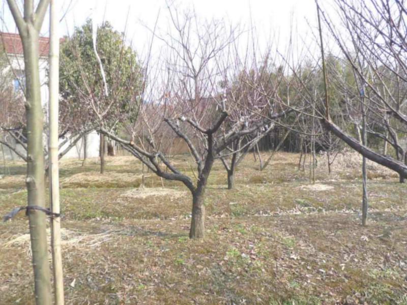 供應(yīng)11公分紅梅*供應(yīng)