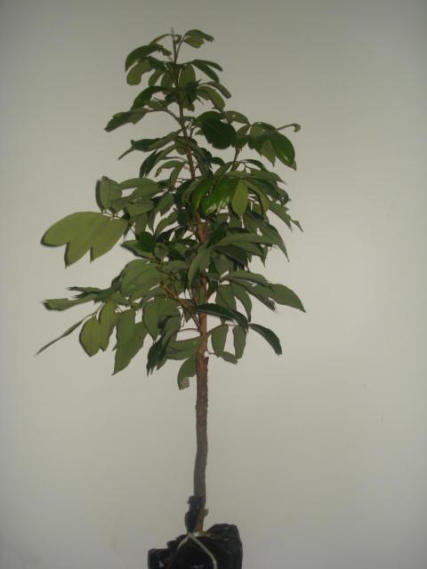 供應(yīng)各類龍眼苗