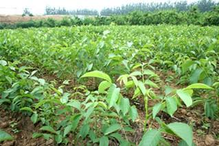 核桃苗-核桃實(shí)生苗圖片