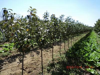 供應(yīng)櫻桃樹苗-櫻桃實(shí)生苗-大櫻桃苗