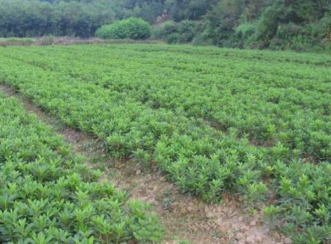 供应浏阳杜鹃小苗基地