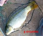 供應(yīng)清遠連山壯族瑤族自治縣白鯧魚苗魚