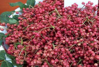 購優(yōu)質(zhì)花椒苗到新藝苗木基地圖片