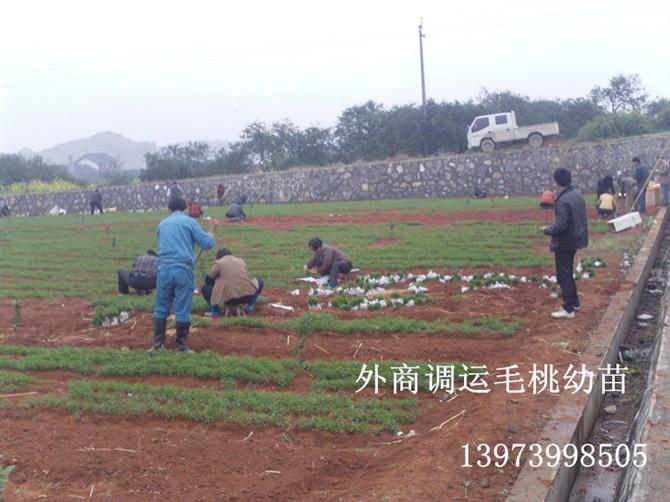 供應湖南毛桃苗-湖南毛桃苗價格-湖南毛桃苗批發(fā)價格-湖南毛桃苗公司