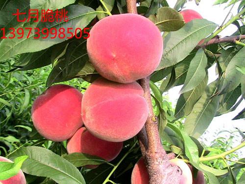 供應(yīng)毛桃芽苗 毛桃芽苗批價(jià) 毛桃芽苗價(jià)格