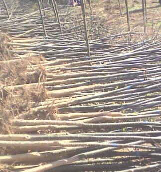 供應(yīng)鄢陵丁香/鄢陵國槐/鄢陵大葉女貞——創(chuàng)新綠化苗木