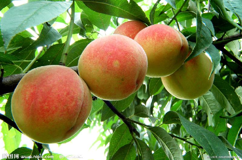 供應(yīng)用于飲料|果凍|餅干的濃縮白桃漿糖度30-32