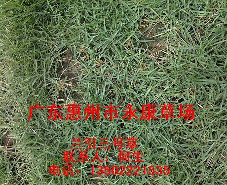 供應(yīng)蘭引三號(hào)草