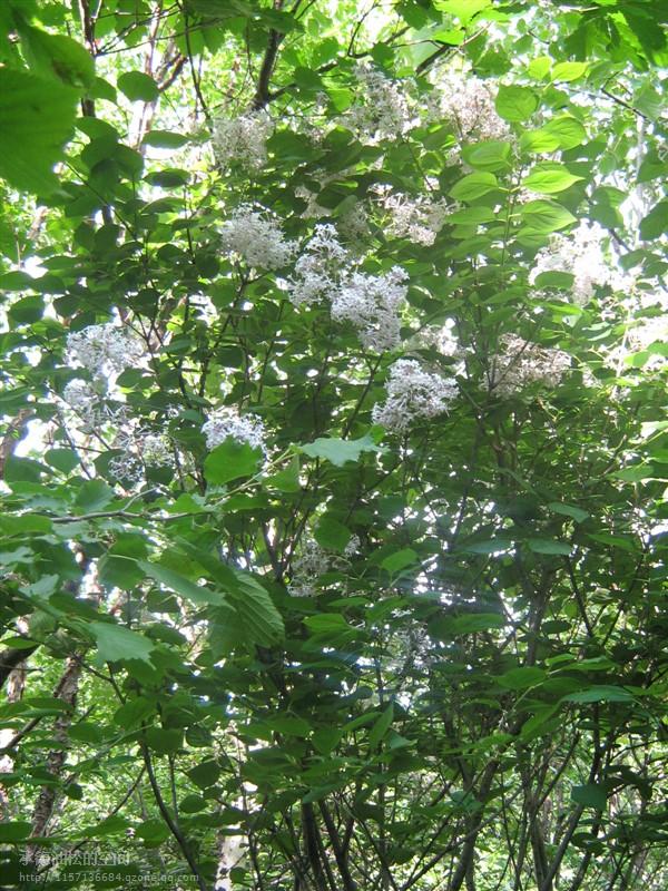 供應(yīng)“暴馬丁香”河北承德苗木