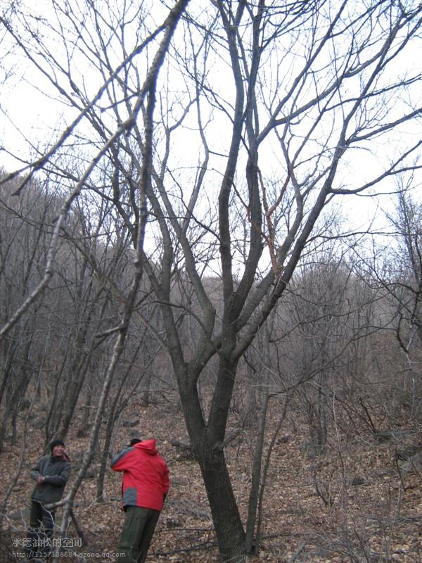 供應(yīng)“元寶楓”單株25-29公分