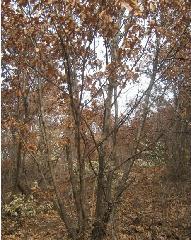 蒙古櫟叢生12-14公分圖片