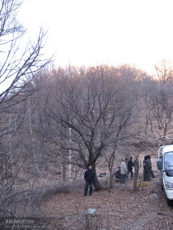 供應30-39公分“五角楓”河北供應