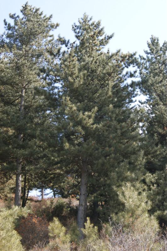 供應(yīng)河北“油松”種植基地