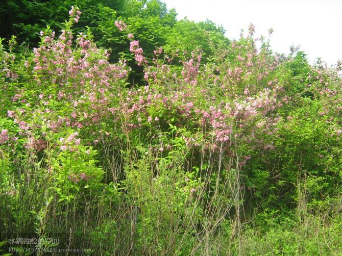 供應(yīng)“承德山地苗木”出售“四季錦帶”