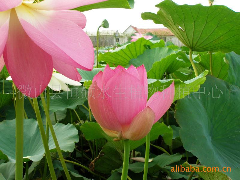 荷花種植圖片/荷花種植樣板圖 (2)