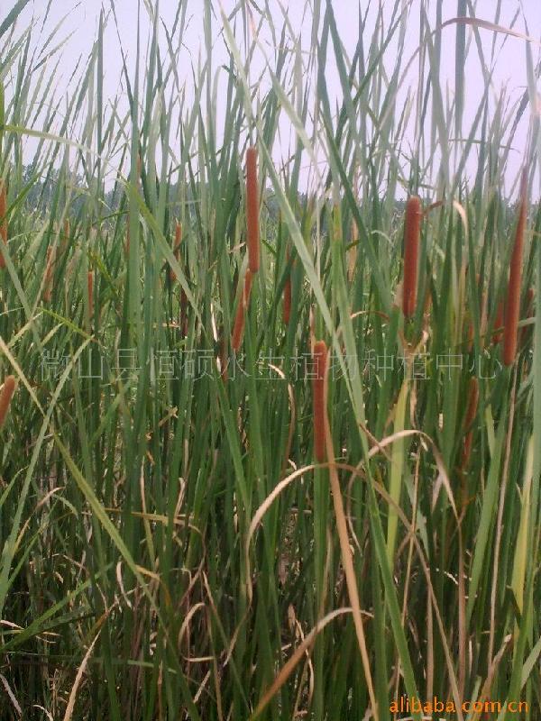 供應(yīng)工程排污口水體凈化微山湖*香蒲苗