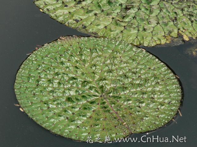 濕地公園水體綠化微山湖野生芡實種圖片/濕地公園水體綠化微山湖野生芡實種樣板圖 (2)