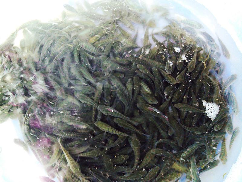 供應(yīng)攀枝花羅非魚苗水花豐產(chǎn)鯽魚苗水花@