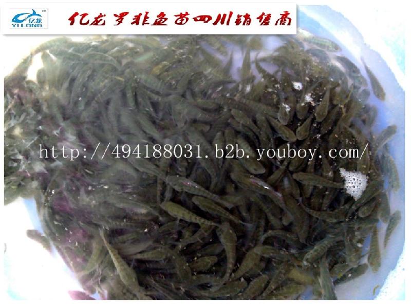 供應(yīng)綿陽羅非魚豐產(chǎn)鯽魚水花魚苗商品魚@