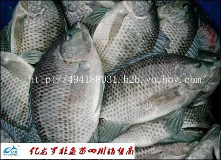 羅非魚圖片/羅非魚樣板圖 (3)