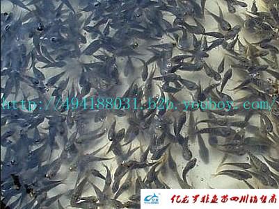 供應(yīng)羅非魚(yú)苗I鯽魚(yú)宏豐2號(hào)=