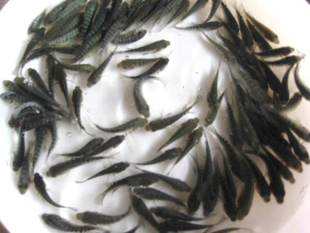 供應(yīng)德陽羅非魚豐產(chǎn)鯽魚草魚水花。