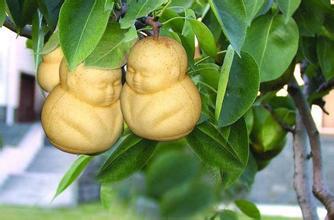 水果模具葫蘆模具蔬菜模具制作技術