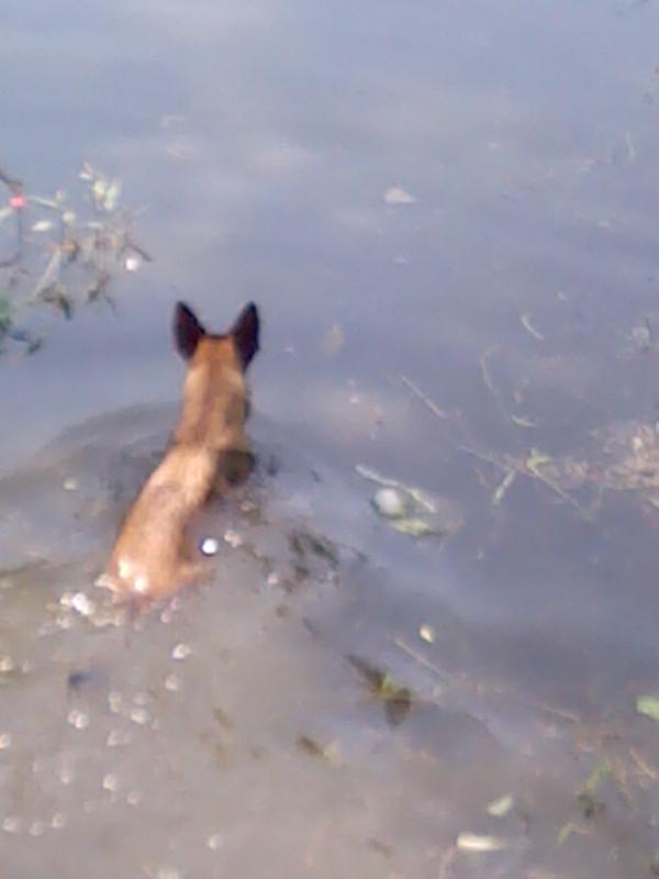 供應(yīng)比利時馬犬