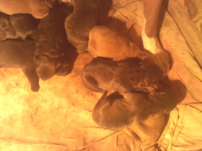 供應(yīng)比特犬幼犬出售