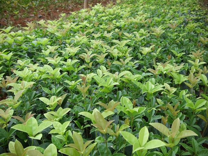 供應(yīng)桂林金球桂小苗、金球桂小苗價格