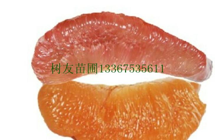 蜜柚苗圖片/蜜柚苗樣板圖 (2)