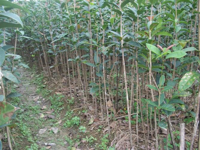 供應(yīng)桂林金球桂小苗、金球桂小苗價格