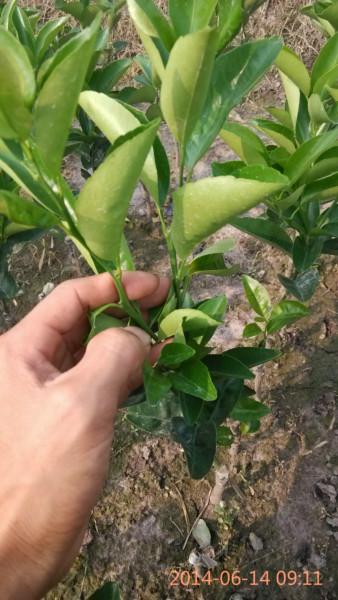 供應(yīng)廣西W默科特果苗枝條，廣西W默科特果苗枝條批發(fā)，廣西W默科特價(jià)格